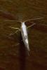 Argyresthia spinosella
